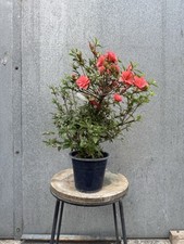 Japanese Satsuki Azalea