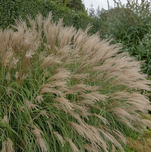 Miscanthus sinensis adagio - sinensis, 'adagio'