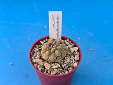 COIAPOA HYPOGAEA LIZARD SKIN 2.5CM CACTUS PLANT