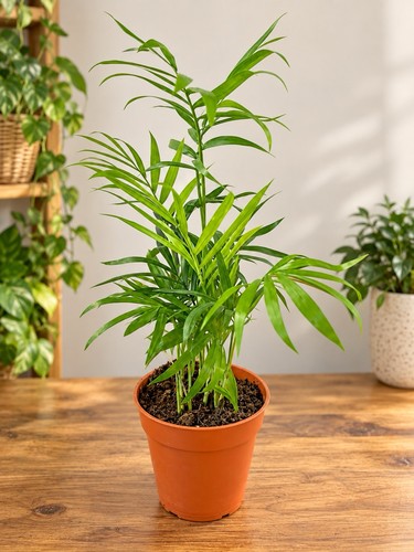 Parlour palm indoor houseplant - parlour,