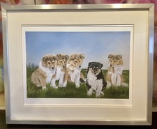 Collie Puppies Framed  Print