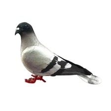 Foam Pigeon Model Simulation