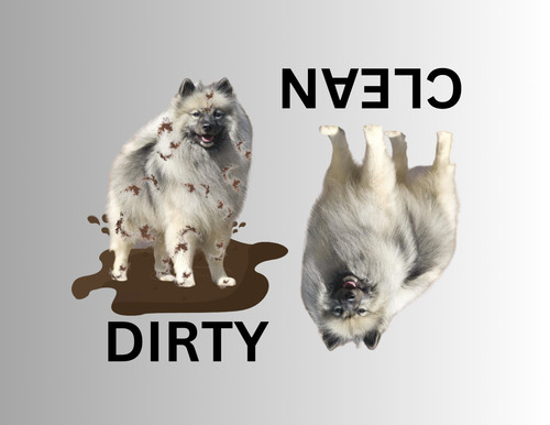 Keeshond dog clean - dog, dirty