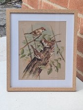 Basil Ede, The House Sparrow And Tree Sparrows, 1965 Print, New Frame/Glass, VGC