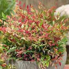 Nandina Red Light Colourful