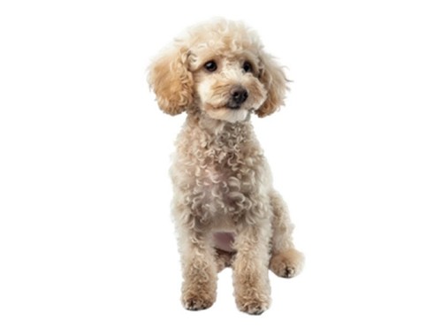 Miniature poodle dog pet - dog,