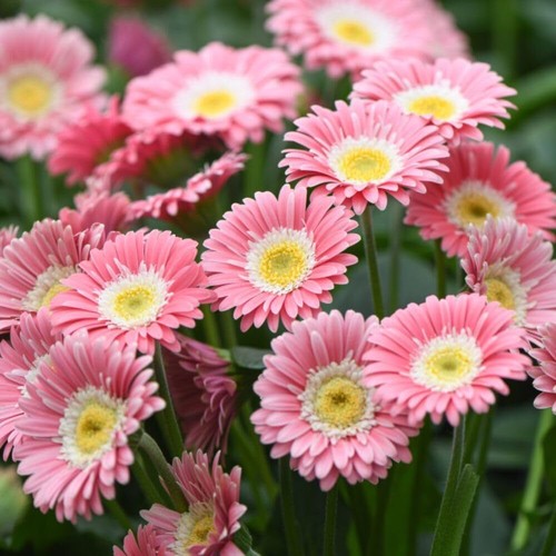 Gerbera sweet memories - 'sweet, memories'