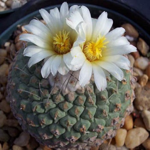 Strombocactus disciformis - , @j@