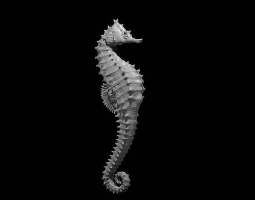 Giant seahorse for d - giant,