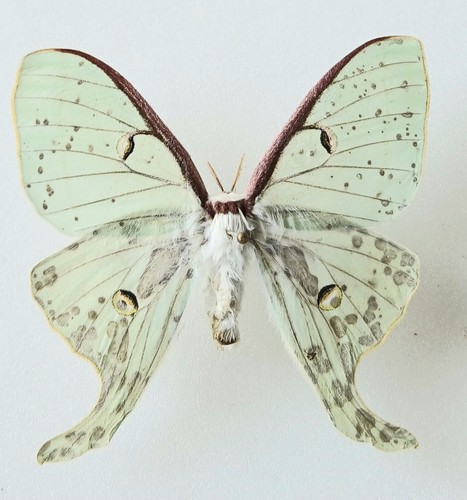 Actias luna female - luna, *petite*