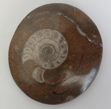 Fossil: POLISHED AMMONITE in
