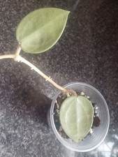 Hoya Verticillata Silver Heart