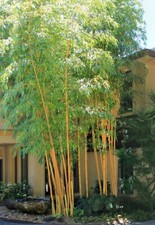 Bambusa Asian Lemon Clumping