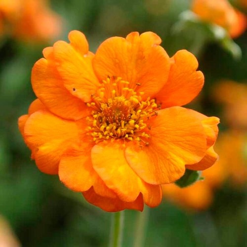 Geum prinses juliana g - geum, a.g.m