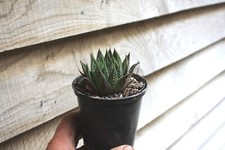 Aloe aristata Bristle-tip Hardy 9cm Pot Reliably Cold Hardy Aloe Outdoor Grown