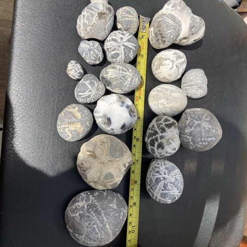 Fossil flint echinoid - , sea