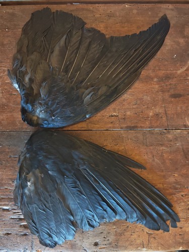 Crow wings displayed open - crow,