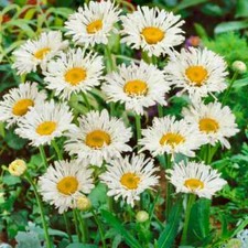 Leucanthemum x superbum  Crazy Daisy  , also known as a Shasta Daisy in 7cm pots