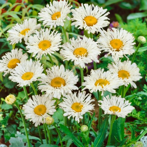Leucanthemum crazy daisy - leucanthemum,