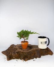 Japanese Juniper Nana Mame