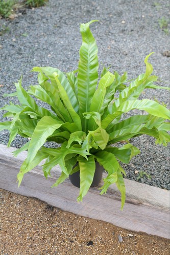 Large asplenium nidus - large,