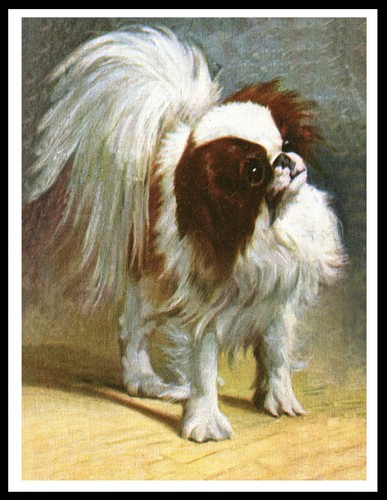 Japanese chin lovely dog - chin,