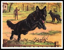BELGIAN SHEPHERD DOG MALLINOIS