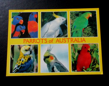 Parrots of Australia P/Card