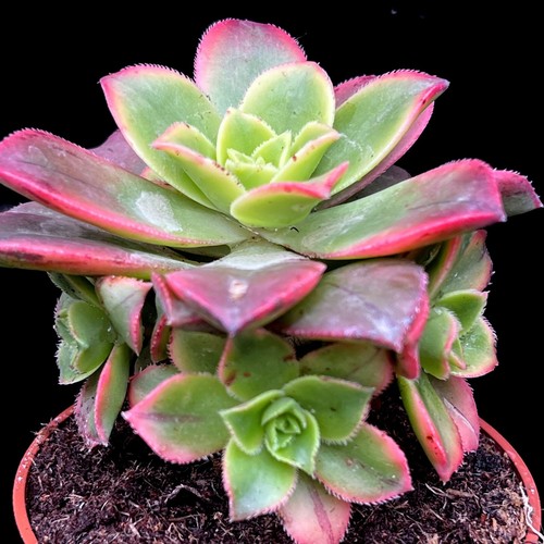Aeonium haworthii kiwi - haworthii, 'kiwi'