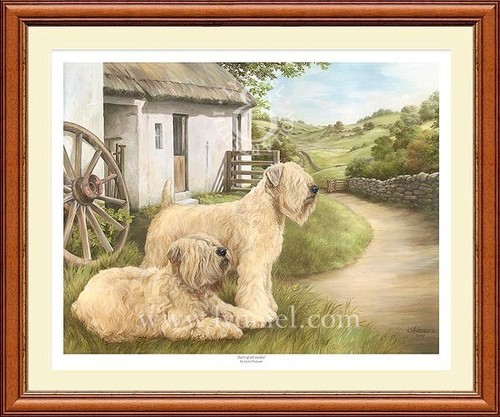 Irish soft coated wheaten - soft,