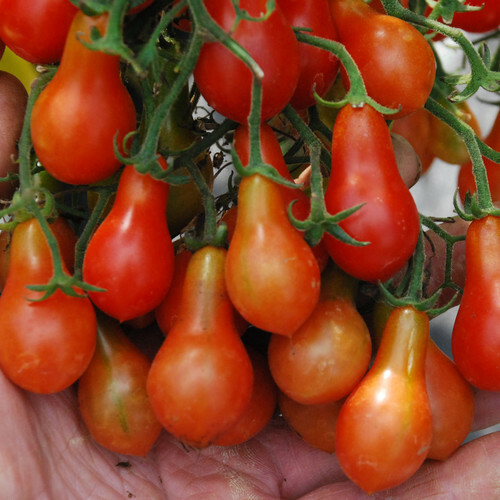 Red tomato peardrops seeds - tomato,