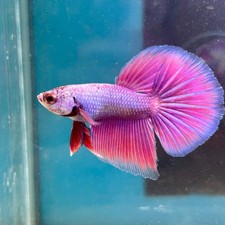 Betta Purple Pink Dragon
