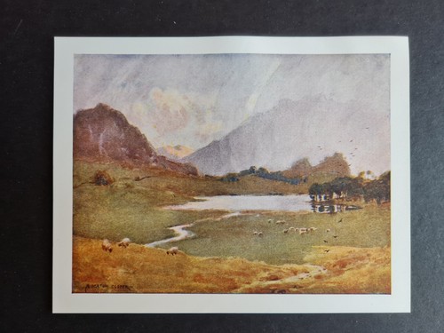 Antique 1908 print sudden - print,