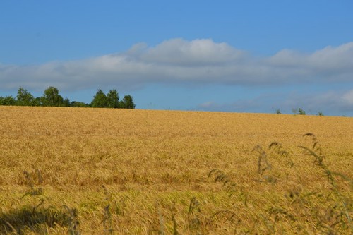 Photo 6x4 field wheat - of,