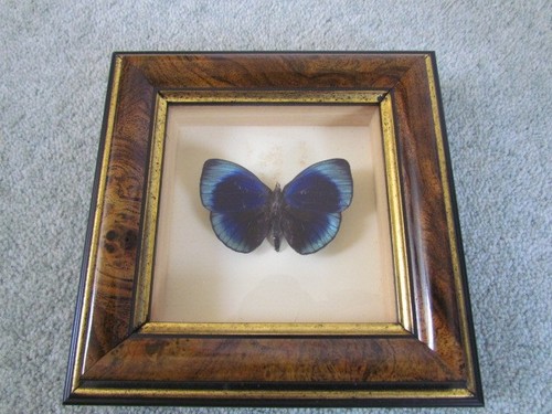 Exotica world butterfly - world,