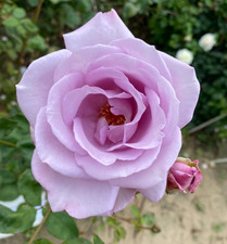 PRE ORDER -CLIMBING BLUE MOON - Fragrant Blue/ Lilac Climbing Rose - Bareroot