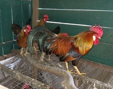12 Light Brown Leghorn egg