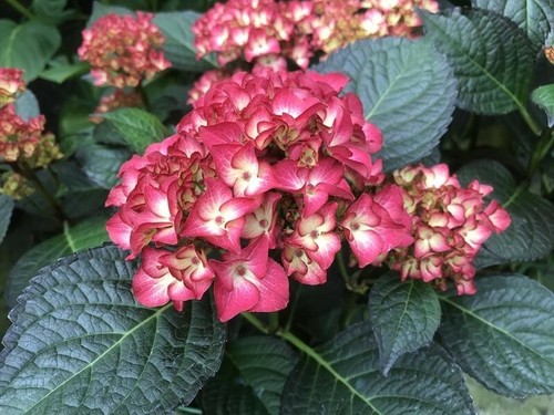Hydrangea macrophylla dark - macrophylla, 'dark