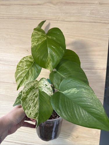 Epipremnum aureum marble queen - epipremnum,