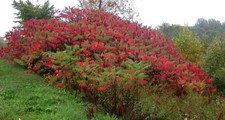 WOW-RHUS TYPHINA OR STAG HORN