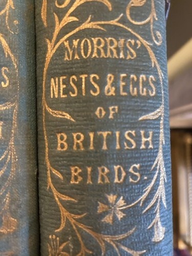Natural history nests and eggs - nests,