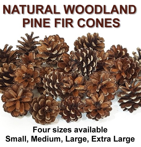 Real pine fir - pine,
