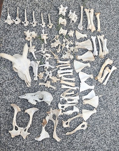 Big bundle sheep bones - big,