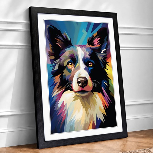 Border collie 2 - border,