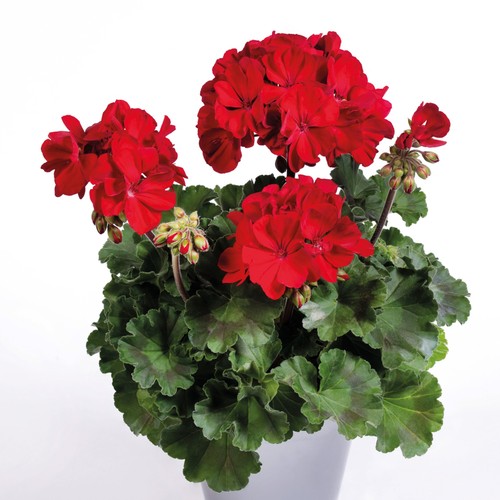 Trailing geranium pac - 2,