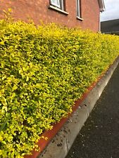 10 Golden Privet Evergreen Hedging Plants Fast Growing Shrubs 25-40cm Potted