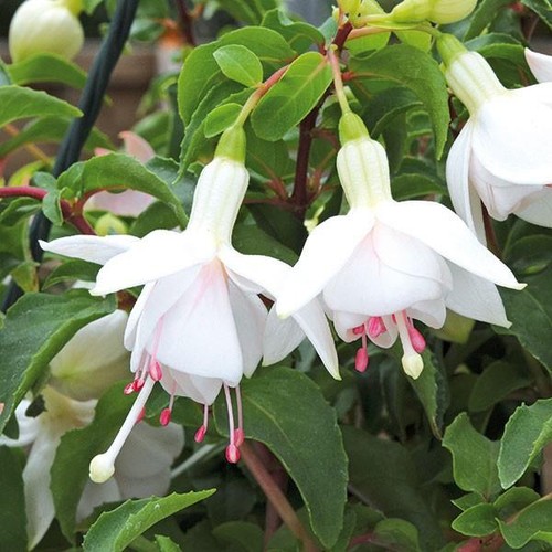 Fuchsia semi trailing bush - fuchsia,