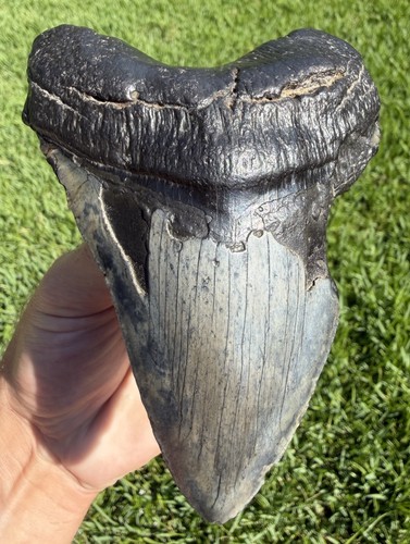 Glossy megalodon - xl,
