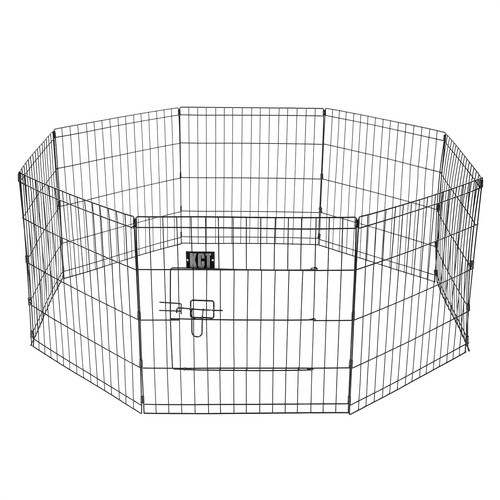 Medium pet puppy - puppy, wire