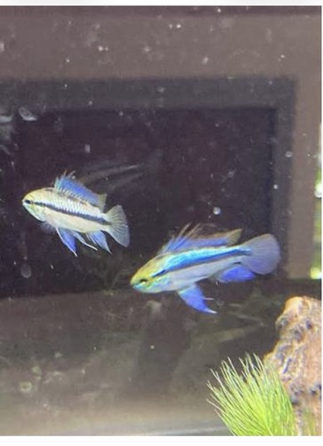 Breeding pair - breeding,
